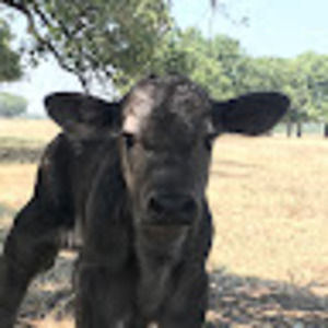 Meet your Posher, Vincenza